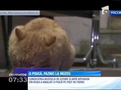 O pisică, paznic la muzeu