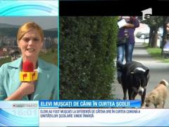 Caz șocant la o școală din Motru! Doi elevi au fost mușcați de câini, la câteva ore distanţă, în curtea instituției