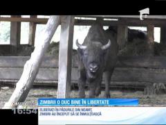 Zimbrii eliberați din pădurile din Neamț au început să se înmulțească