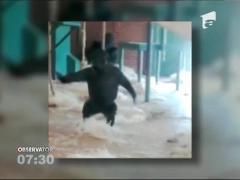 O gorilă, balerină cu greutate