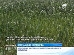 Secetă în județul Mehedinți. Nu a mai plouat de o lună și jumătate