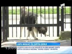 Anchetă la Motru, în cazul celor doi elevi muşcaţi de acelaşi câine