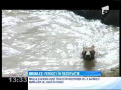 Ursuleţii Masha şi Grisha se bucură de libertate, în rezervaţia de la Zărneşti