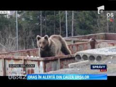 Oraş în alertă din cauza urșilor