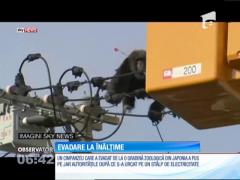 Evadarea unui cimpanzeu a pus pe jar autorităţile