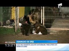 Localnicii din Băile Tuşnad sunt terorizaţi de urşi
