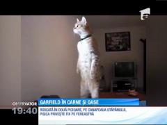 Pisica care stă în două picioare!