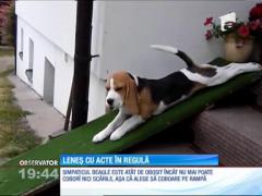 Un câine extrem de leneș