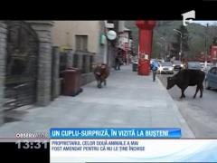 O vacă şi un taur s-au plimbat agale prin staţiunea Buşteni