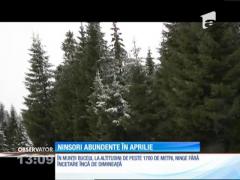 În zonele montane din judeţul Harghita a nins abundent