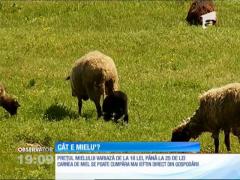 Cu cât se vând mieii de Paşte