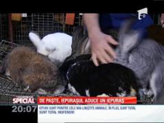 Special! De Paşte, iepuraşul aduce un iepuraş