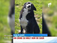 Dus la fermă de stăpân, un câine a parcurs 400 de kilometri până acasă