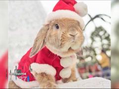 Un iepure este vedetă pe o reţea de socializare