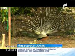 Un sat din Marea Britanie, terorizat de 30 de păuni