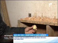 O familie din Timiş ia de la găini ouă direct colorate!