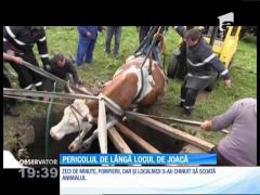 În apropierea unui loc de joacă din localitatea Mănăstirea, județul Cluj, o vacă a căzut într-o fosă septică