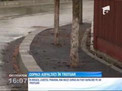 Situaţie incredibilă în Breaza. Muncitorii au asfaltat trotuarul cu tot cu copaci