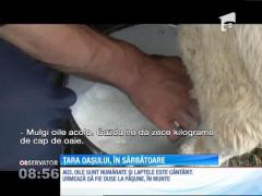 Ciobanii se pregătesc să plece cu turmele spre pajiştile din munţi