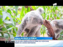 Un pui de koala, noua atracţie a unei grădini zoologice din Australia