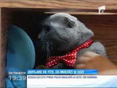 Cele mai pretenţioase patrupede au defilat la un pet show organizat în Capitală