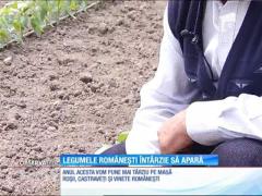 Legumele româneşti vor ajunge pe tarabe abia în iunie