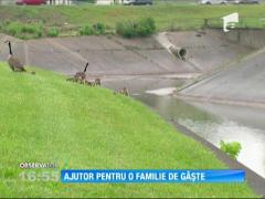 Un echipaj de poliţie din Cincinnati a intervenit pentru salvarea unui boboc de gâscă