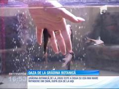 Grădina botanică de la Jibou, un spectacol de culoare şi diversitate