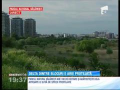 Guvernul a aprobat transformarea Deltei Văcăreşti în arie protejată