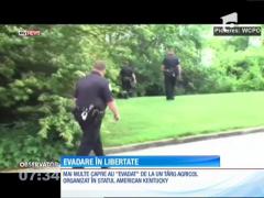 Mai multe capre au "evadat" de la un târg agricol organizat în SUA