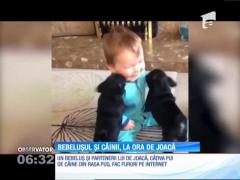 Un bebeluş însoţit de doi pui de câine din rasa Pug face senzaţie pe internet