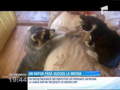 Un raton fără succes la motan