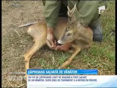 Căprioară salvată de vânător