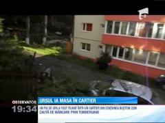 Pui de urs flămând, alungat cu pietre de localnici