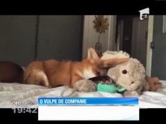Cea mai bun prietenă a unei familii, o vulpe