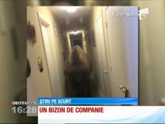 Un bizon, animal de companie!