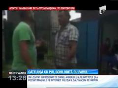 Un bărbat din Gorj este acuzat că a bătut o căţeluşă cu pui
