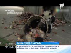 Un urs panda obraznic