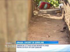 Șobolanii au invadat străzile şi subsolurile blocurilor unui oraș din apropiere de New York