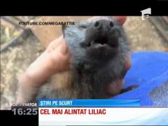 Cel mai alintat liliac