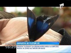 Expoziție de fluturi vii