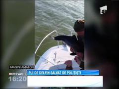 Poliţiştii Serviciului "Delta Dunării" au salvat un pui de delfin prins în plasele de pescuit ale braconierilor