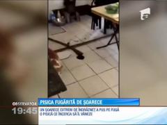 O pisică şi un şoarece au făcut schimb de roluri. Şoarecele, de voie. Pisica, de nevoie