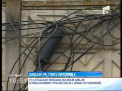 Cabluri pe toate gardurile, în Timişoara