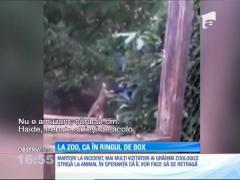Meci de box între un cangur şi un îngrijitor de la zoo