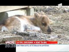 SPECIAL! Pui de ren născuti la Zoo Ploiesti