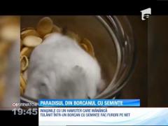 Un hamster tolănit în borcanul cu seminţe face furori pe internet