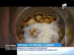 Paradisul din borcanul cu semințe