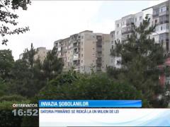 Invazie de şobolani la Ploieşti