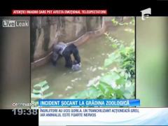 Un copil a căzut în sanctuarul gorilelor, la o grădina zoologică din oraşul american Cincinnati